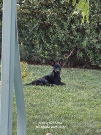 Cucciolone taglia piccola