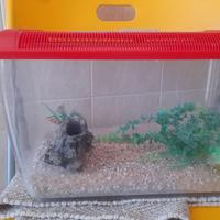 acquario per pesci rossi 