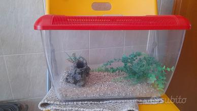 acquario per pesci rossi 