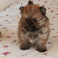 SPITZ POMERANIA con pedigree ENCI