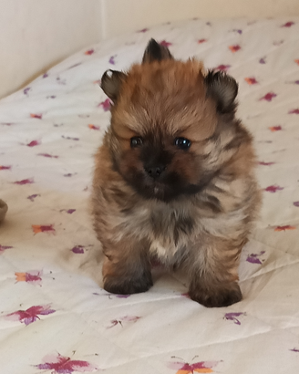 SPITZ POMERANIA con pedigree ENCI