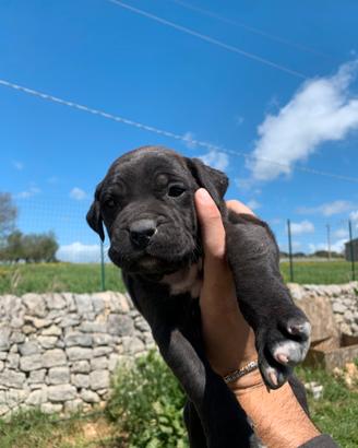Cuccioli di Bandog