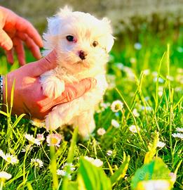 Cuccioli bichon frise