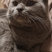 Scottish per accoppiamento