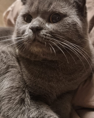 Scottish per accoppiamento