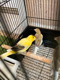 3 coppie canarini timbrado con gabbia nuova