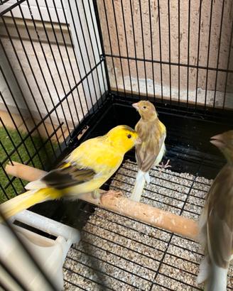 3 coppie canarini timbrado con gabbia nuova