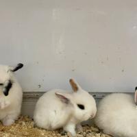 C.e.r.c.o coniglio nano