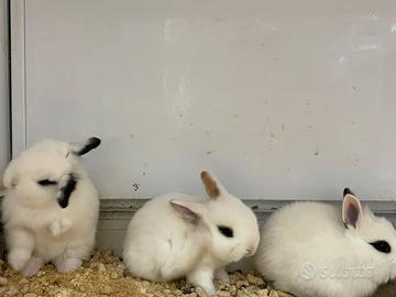 C.e.r.c.o coniglio nano