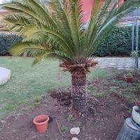 cycas di 23 anni 