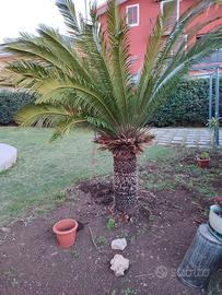 cycas di 23 anni 