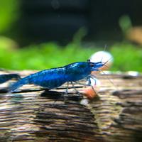 Caridine blu dream acquario