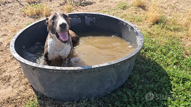 Adozione taglia grande