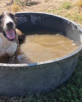 Adozione taglia grande