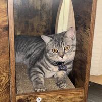 British shorthair per monta