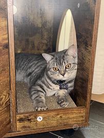 British shorthair per monta