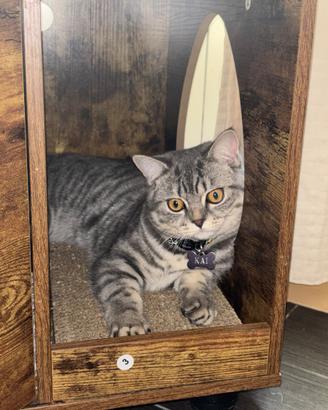 British shorthair per monta