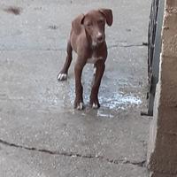 Cani da caccia