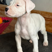 Cuccioli di DOGO ARGENTINO