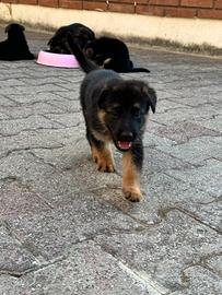Cuccioli di Pastore Tedesco