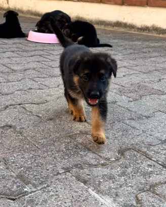 Cuccioli di Pastore Tedesco