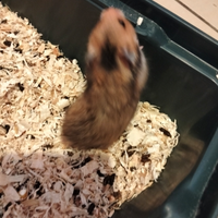 Cuccioli di criceto dorato