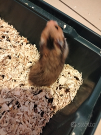 Cuccioli di criceto dorato