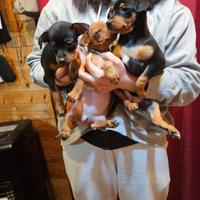 Disponibili 3 Pinscher femmine