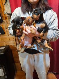 Disponibili 3 Pinscher femmine