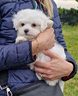 cuccioli-maltese-taglia-piccola