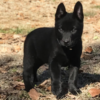 Cane da pastore Australiano Kelpie cuccioli