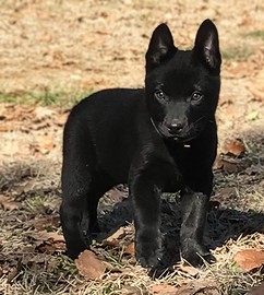 Cane da pastore Australiano Kelpie cuccioli