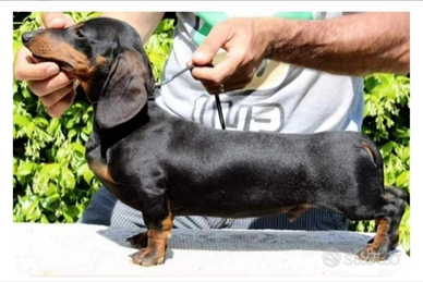 Bassotto kaninchen per monta