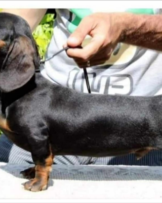 Bassotto kaninchen per monta