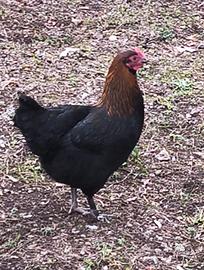 Marans nero ramato