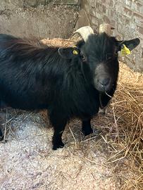 Capra