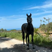 Cavallo angolo arabo