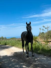 Cavallo angolo arabo