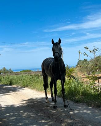 Cavallo angolo arabo