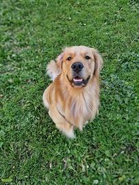 Golden Retriever accoppiamento