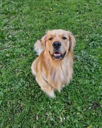 Golden Retriever accoppiamento