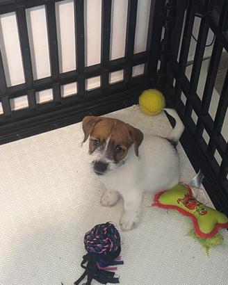 Jack russell disponibili