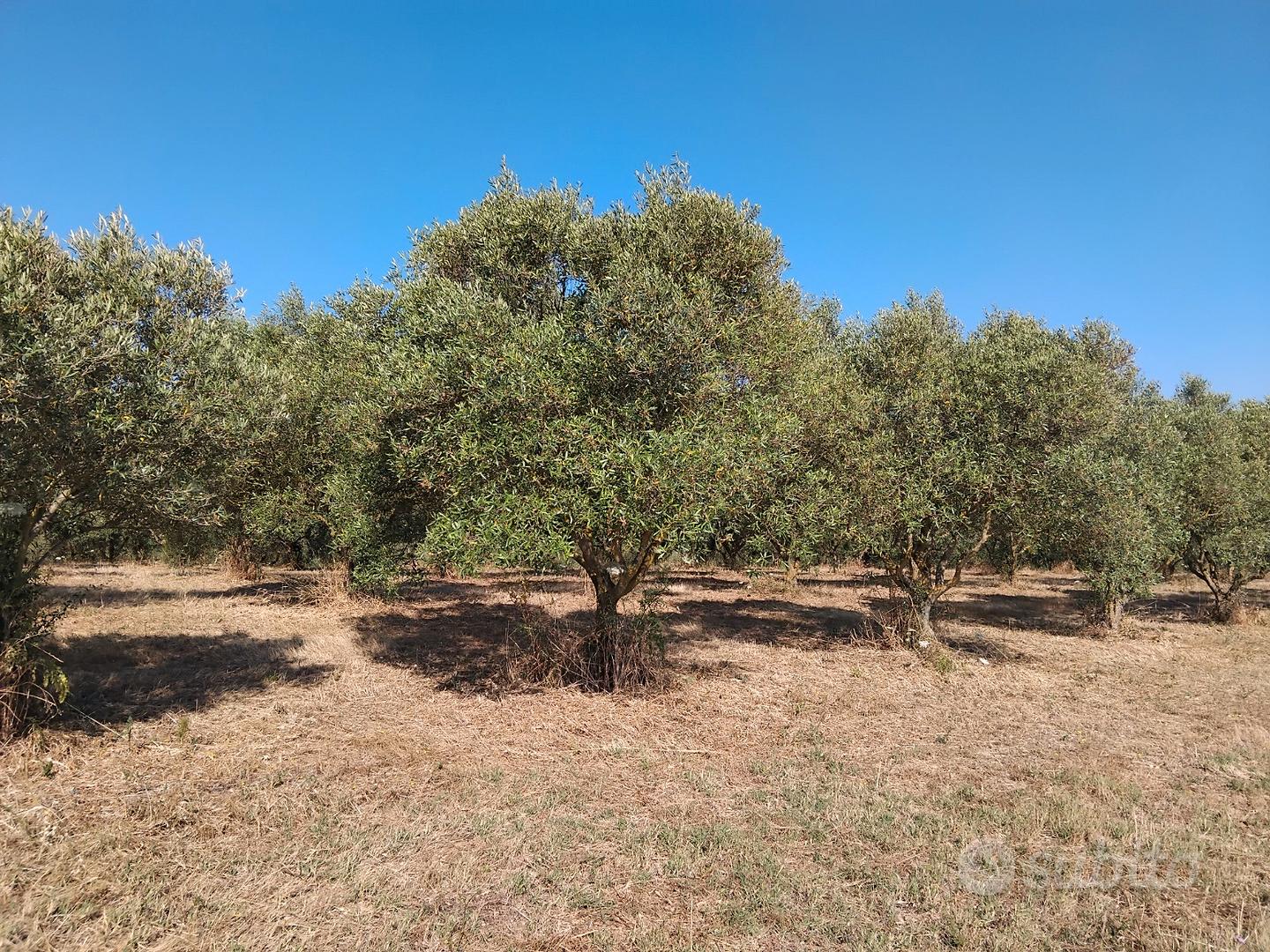 Oliveto - Ortacesus - Vista 3