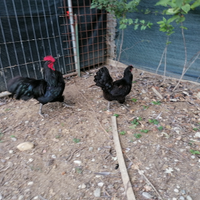 Coppia di australorp