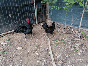 Coppia di australorp