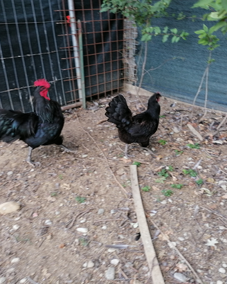 Coppia di australorp