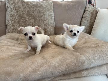 Chihuahua
