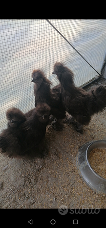 2 coppie galline
 in vendita a Ponso