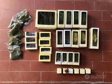 trenini HACHETTE FS  erba alberi e vegetazione  HO
