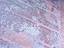 Immagine 14
